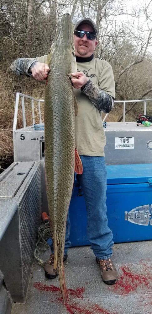 Trophy Alligator Gar Bowfishing In Houston