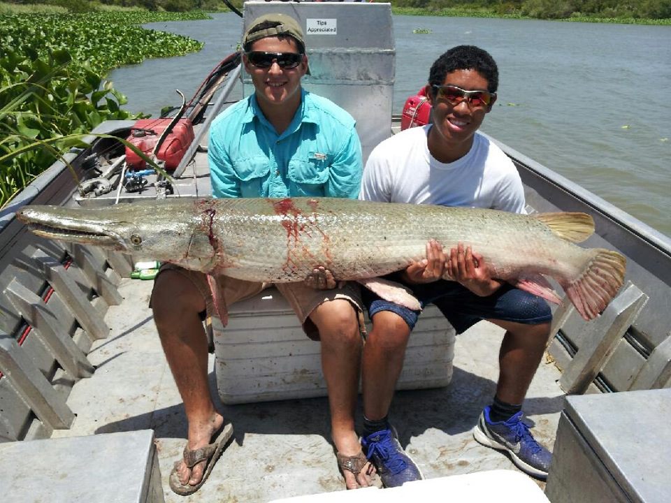 3 Day Alligator Gar Bowfishing In Houston