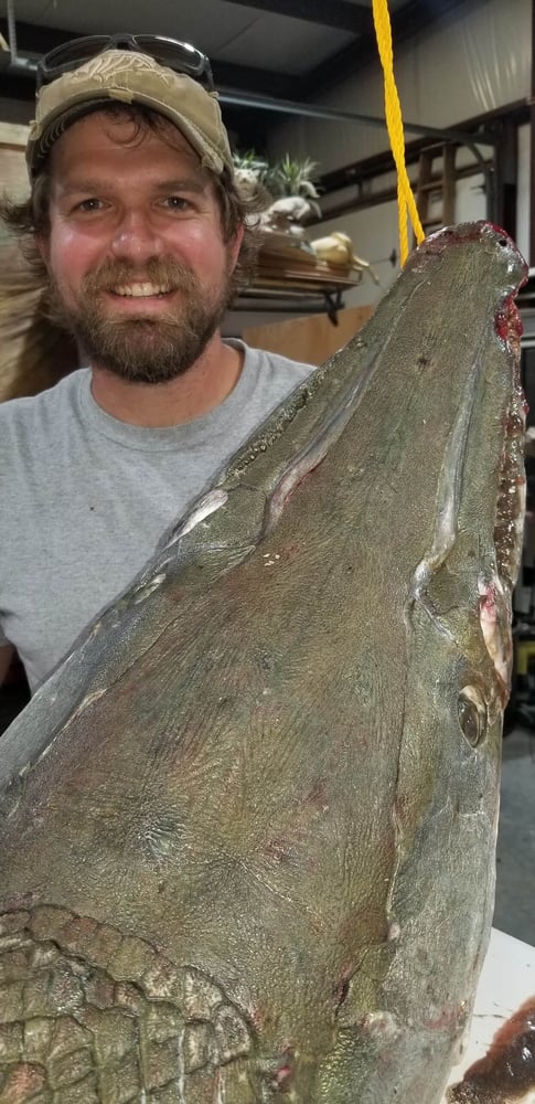 "Alpha" Alligator Gar Bowfishing In Houston