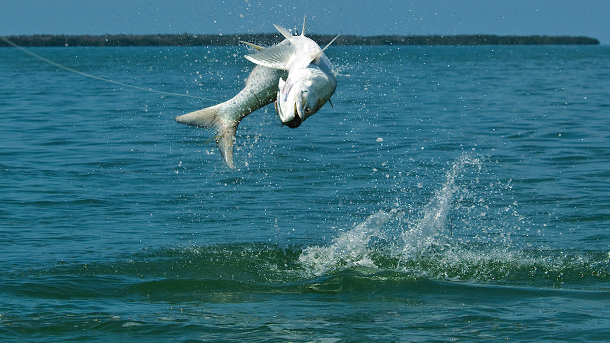 Family Fishing Sarasota / Siesta Key In Sarasota