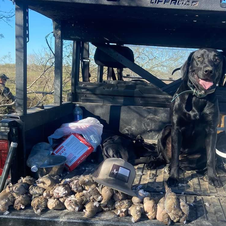 Dove Hunt 🕊 In El Campo