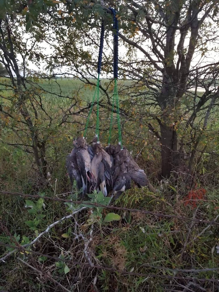 Dove Hunt 🕊 In El Campo