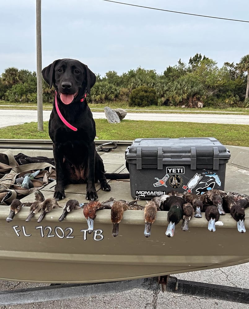 Duck Hunting (2 Hunters+Kid) In Fellsmere