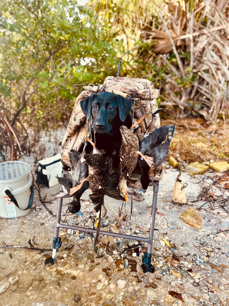 Treasure Coast Duck Hunts In Fellsmere