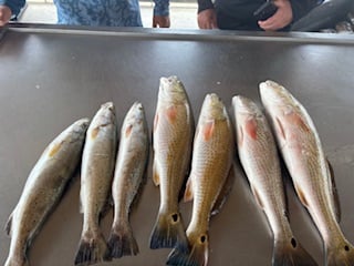 Half Day Am Fishing Trip In Matagorda