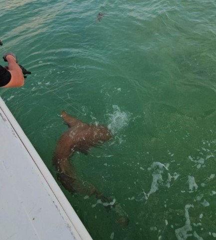 3 Hour Trip – Shark In Islamorada