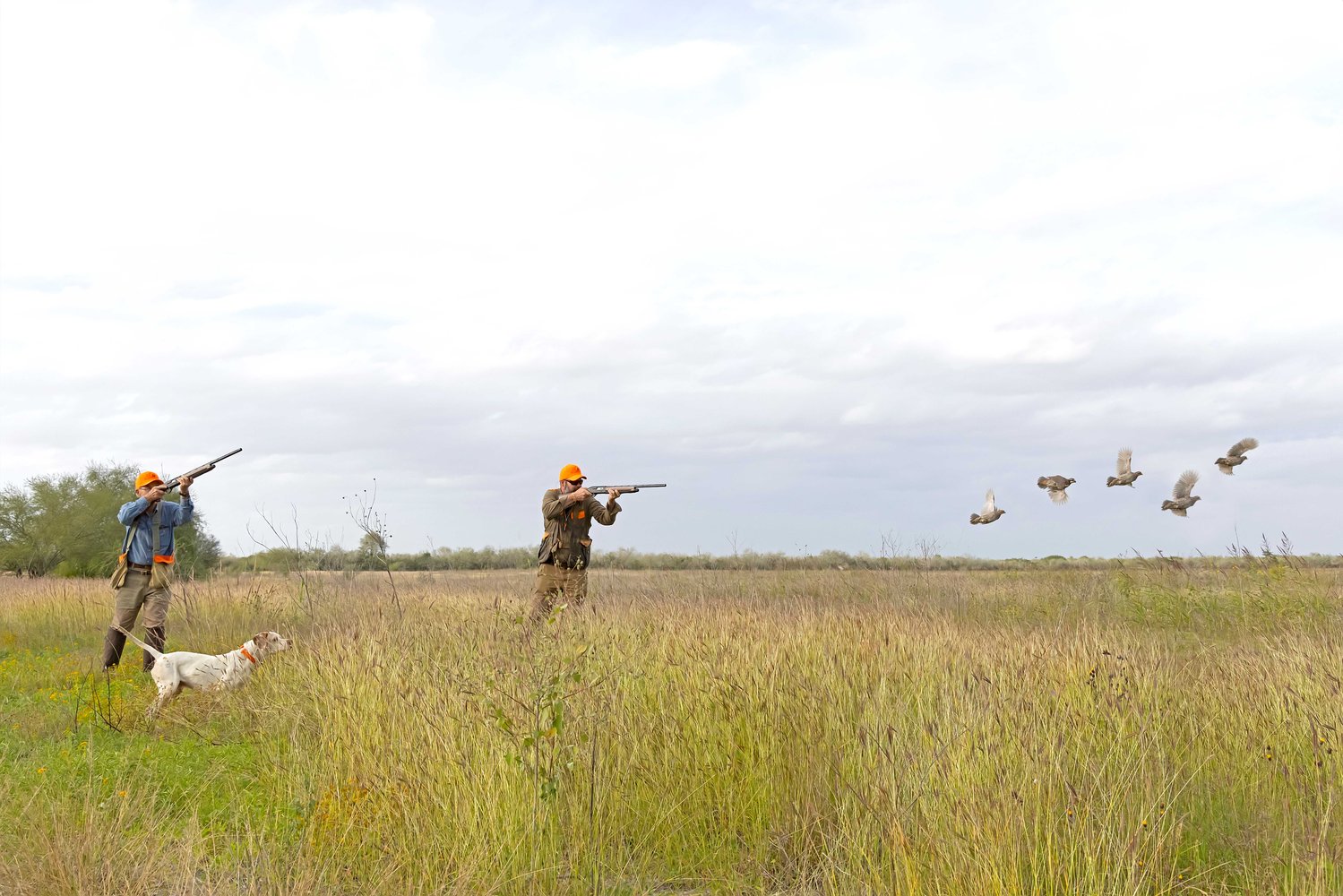 Bobwhite Quail In Mexico In José Silva Sánchez