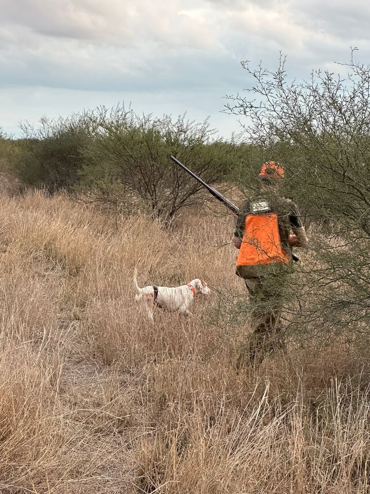 Bobwhite Quail In Mexico In José Silva Sánchez