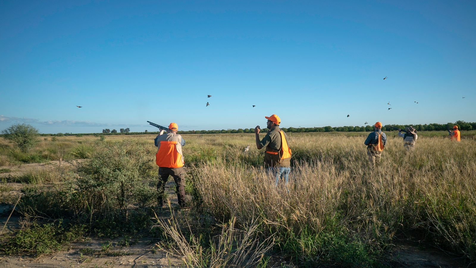 Bobwhite Quail In Mexico In José Silva Sánchez