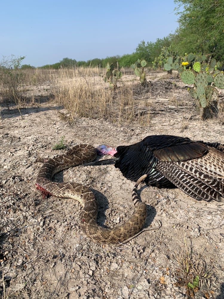 Mexican Rio Grande Turkey Hunts In José Silva Sánchez