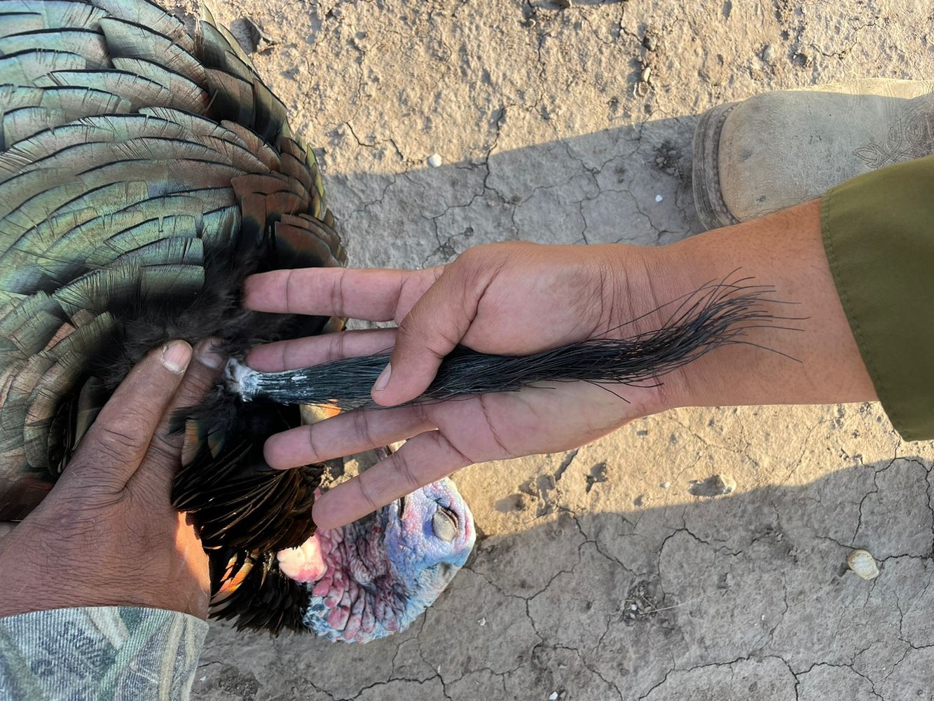 Mexican Rio Grande Turkey Hunts In José Silva Sánchez