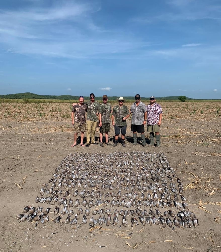 Premier Mexican Dove Hunts In José Silva Sánchez