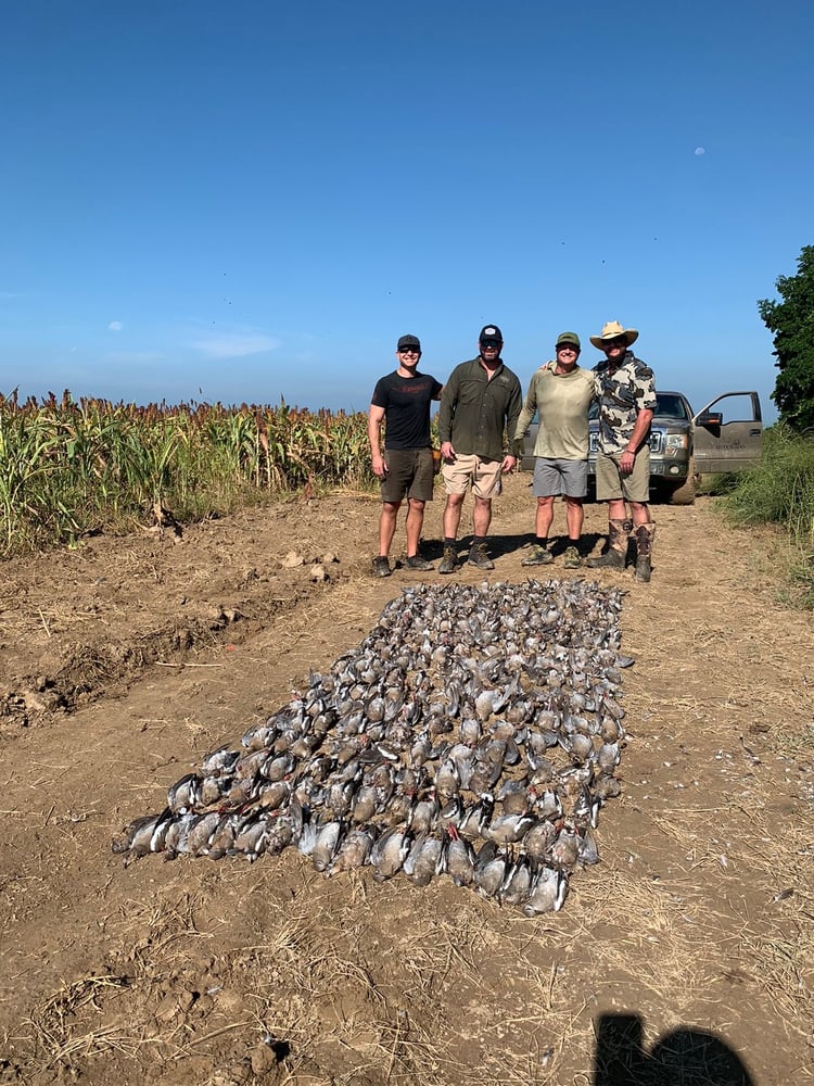 Premier Mexican Dove Hunts In José Silva Sánchez