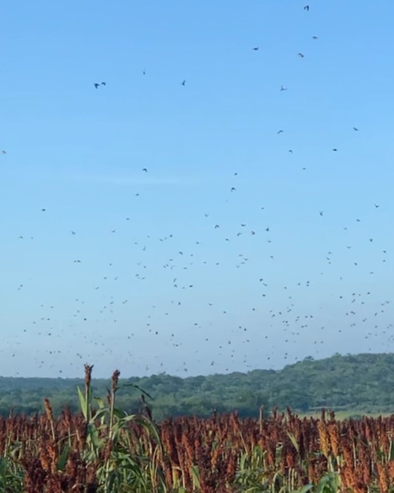 Premier Mexican Dove Hunts In José Silva Sánchez