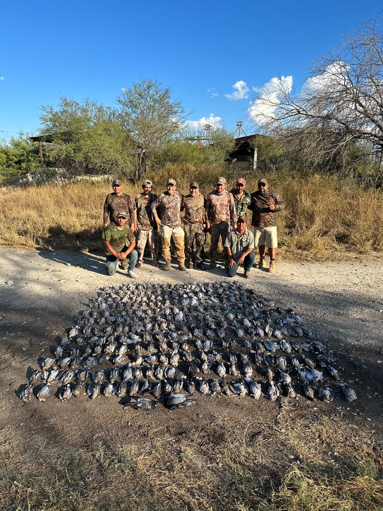 Premier Mexican Dove Hunts In José Silva Sánchez