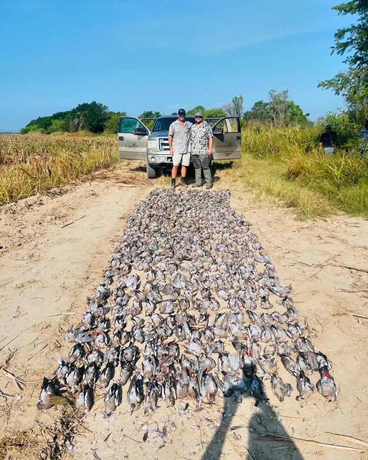 Premier Mexican Dove Hunts In José Silva Sánchez