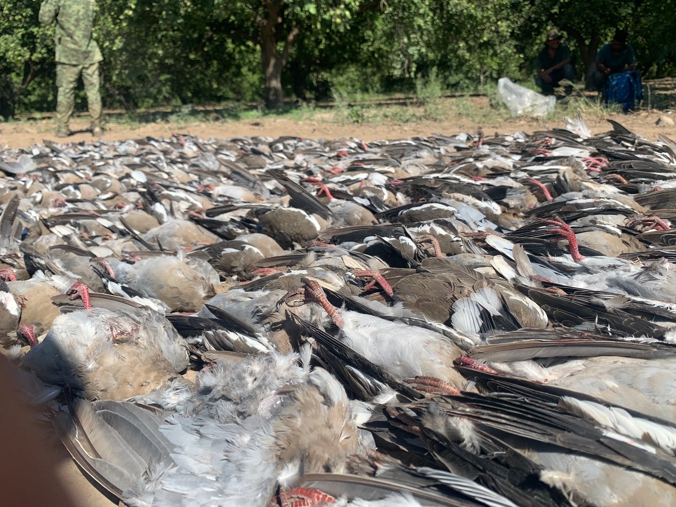 Premier Mexican Dove Hunts In José Silva Sánchez