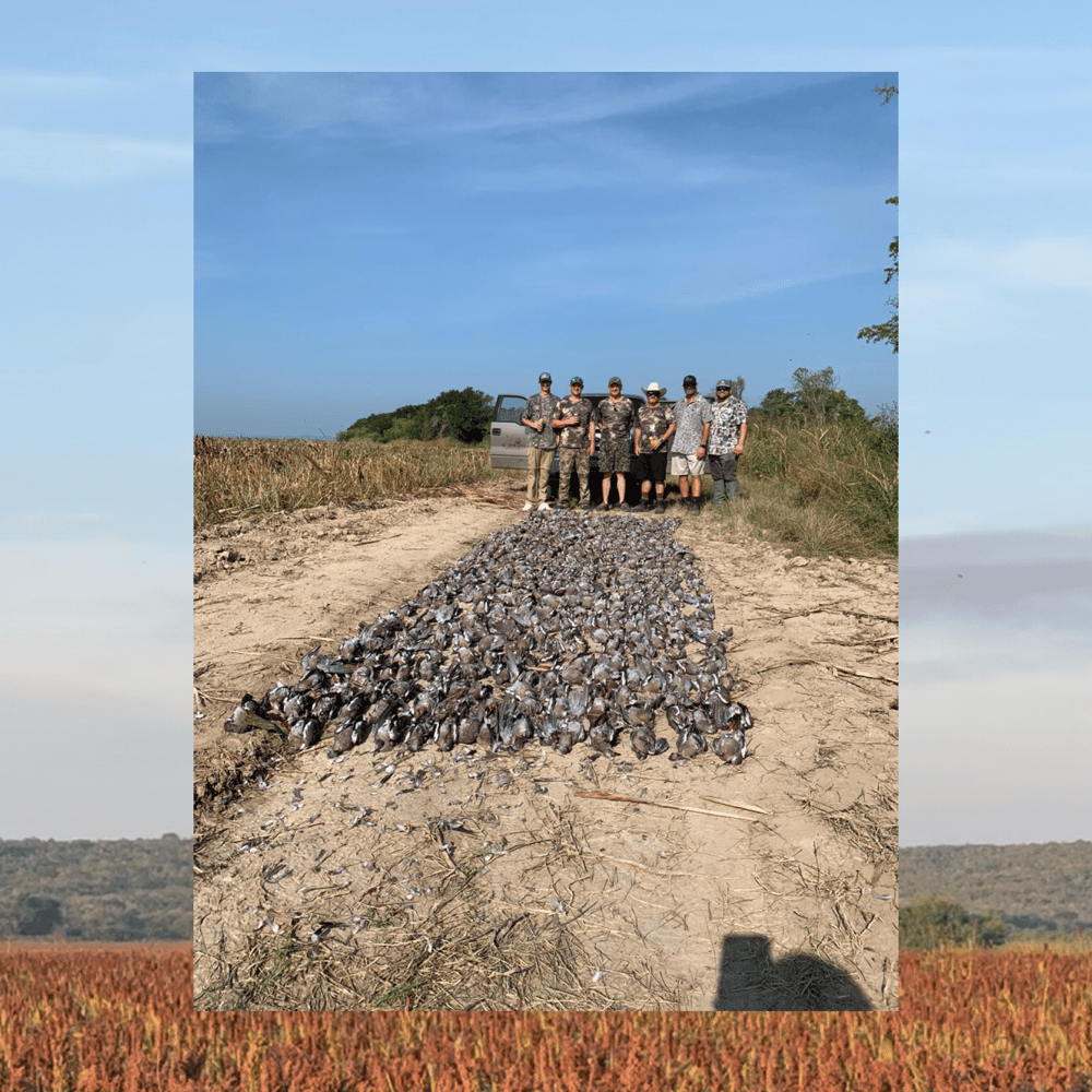 Premier Mexican Dove Hunts In José Silva Sánchez