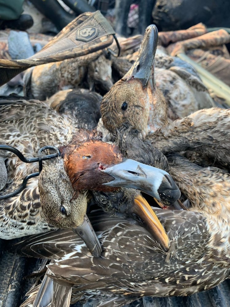 Ducks, Dove & Quail In José Silva Sánchez