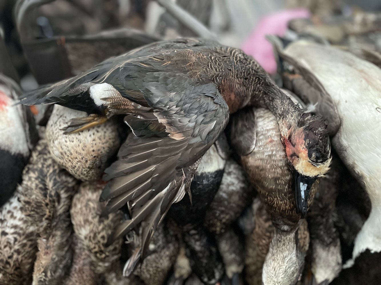 Ducks, Dove & Quail In José Silva Sánchez