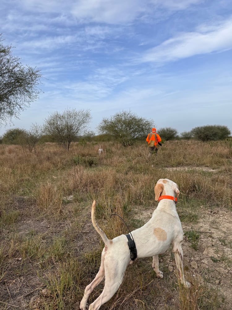 Ducks, Dove & Quail In José Silva Sánchez