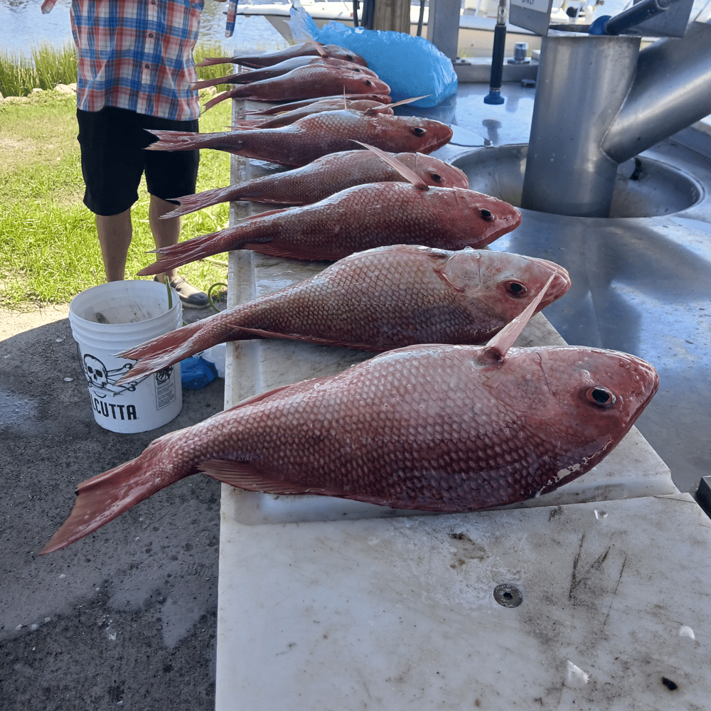 6 Hour Offshore Trip In Port St. Joe