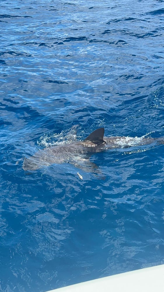 Light Tackle And Bottom Fishing Offshore In Nassau