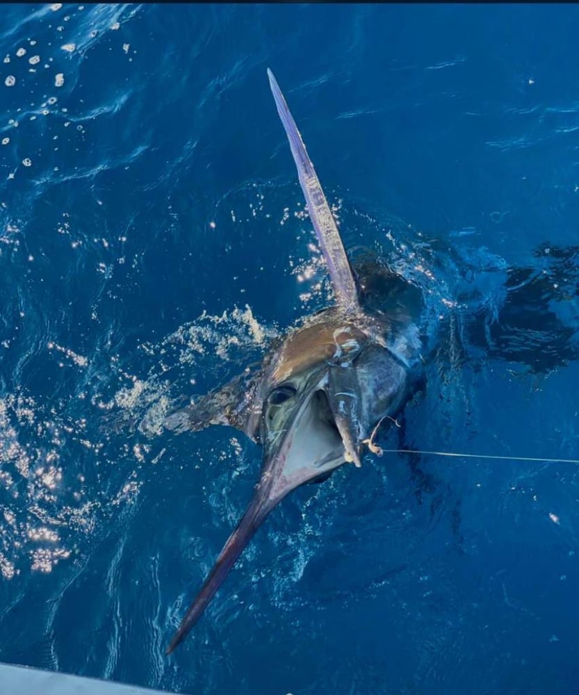 Light Tackle And Bottom Fishing Offshore In Nassau