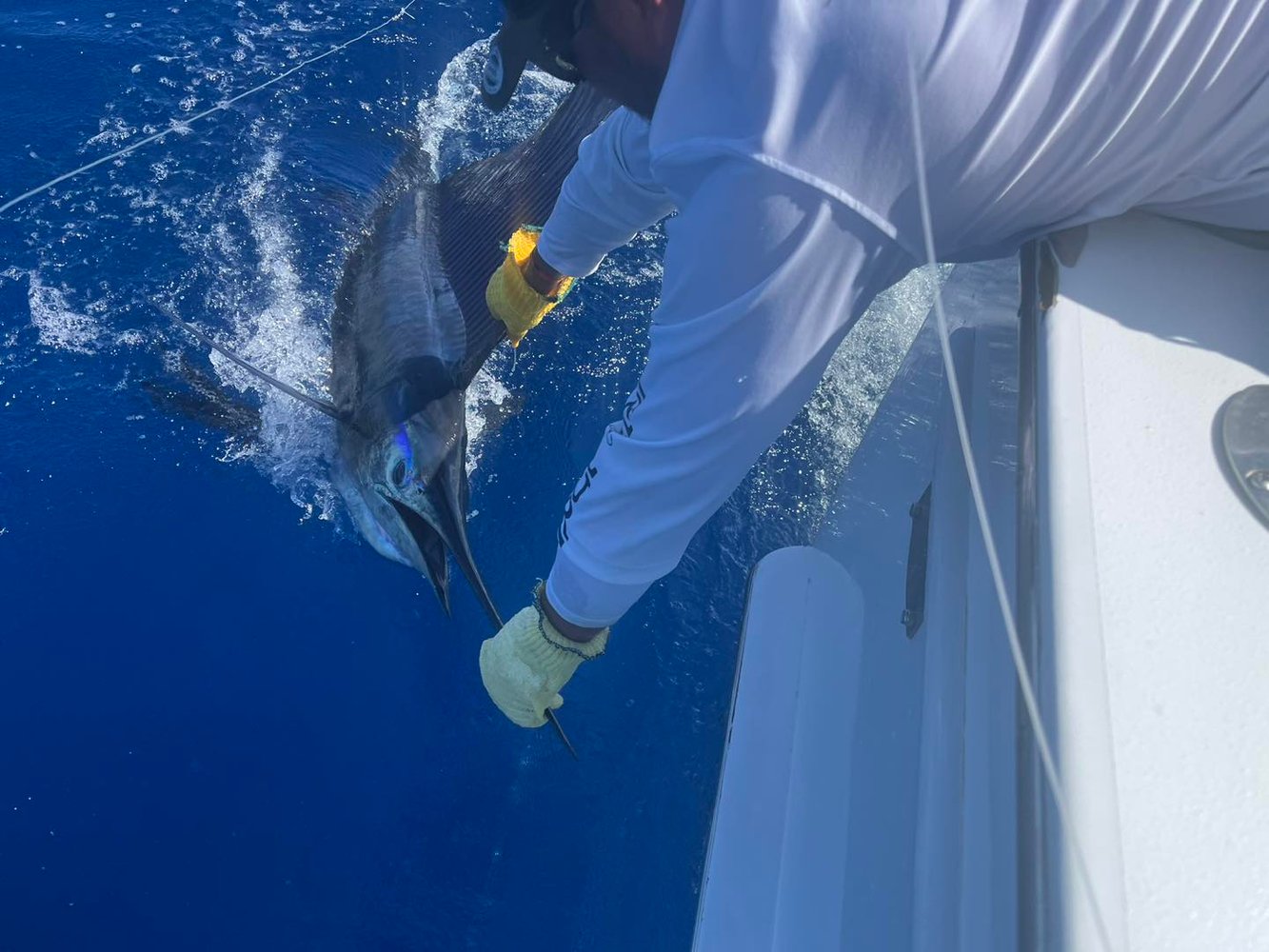 Los Sueños Roosterfish In Playa Herradura