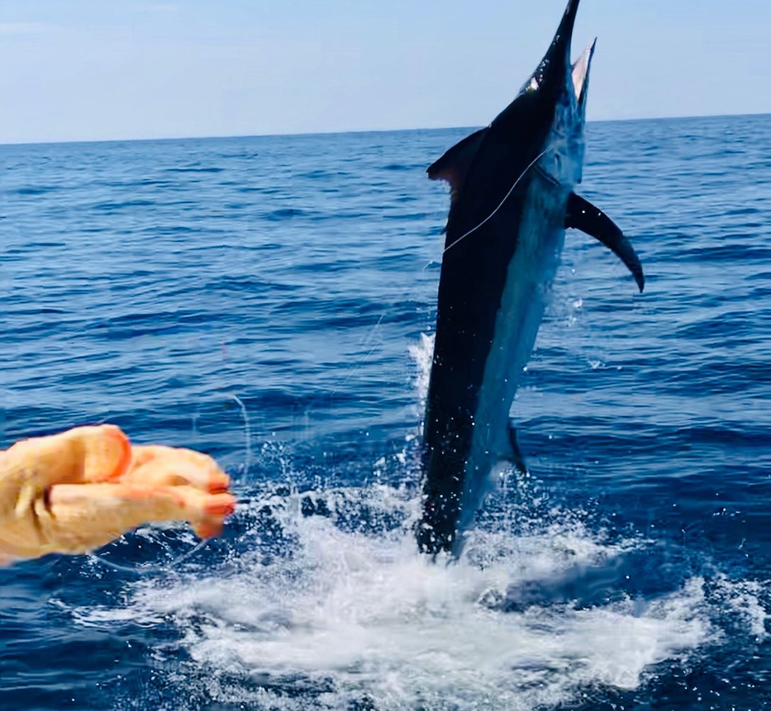 Los Sueños Roosterfish In Playa Herradura