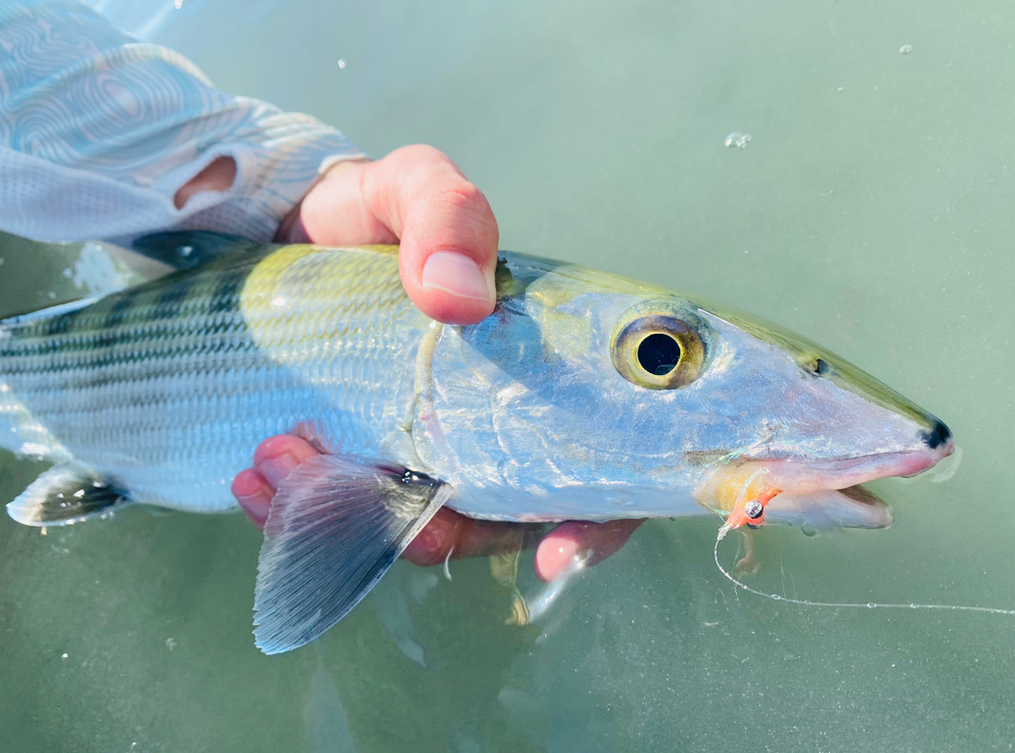 Bahamas Flats Fishing - Fly & Spin In Nassau