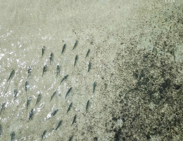 Bahamas Flats Fishing - Fly & Spin In Nassau