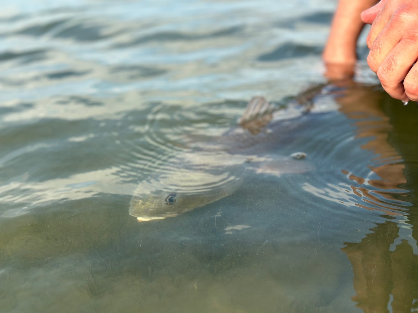 1/2 Day Fly Fishing/ Conventional Sight Fishing In South Padre Island