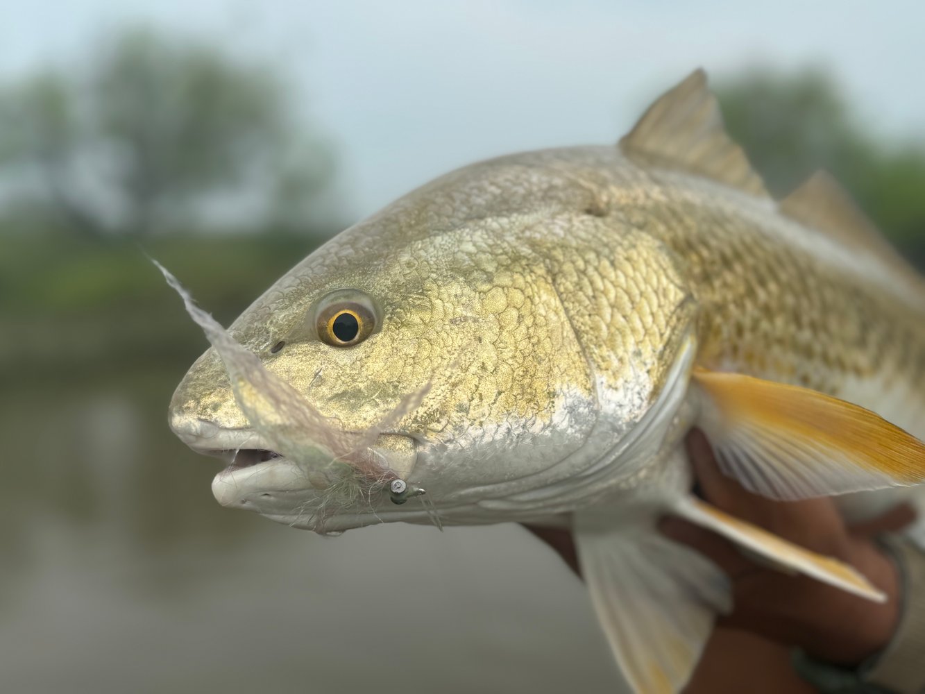 Fly Or Conventional Sight Fishing In South Padre Island