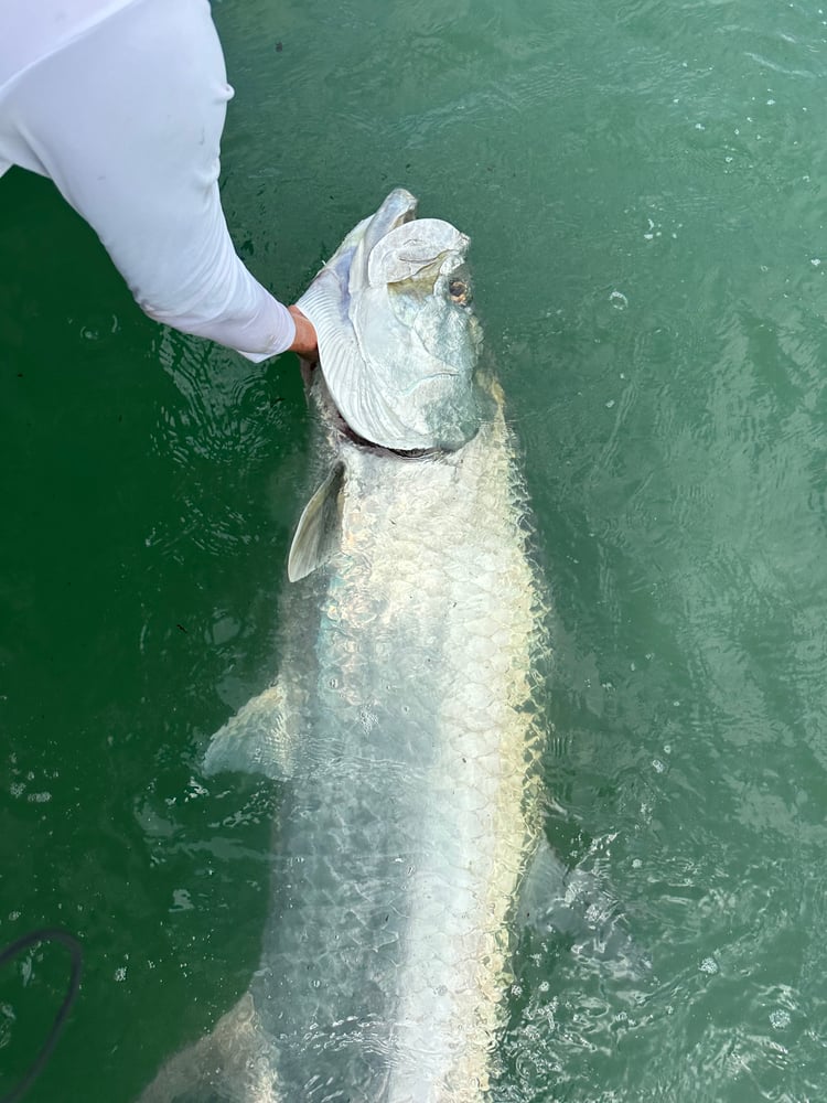 TARPON TRIPS In Tierra Verde