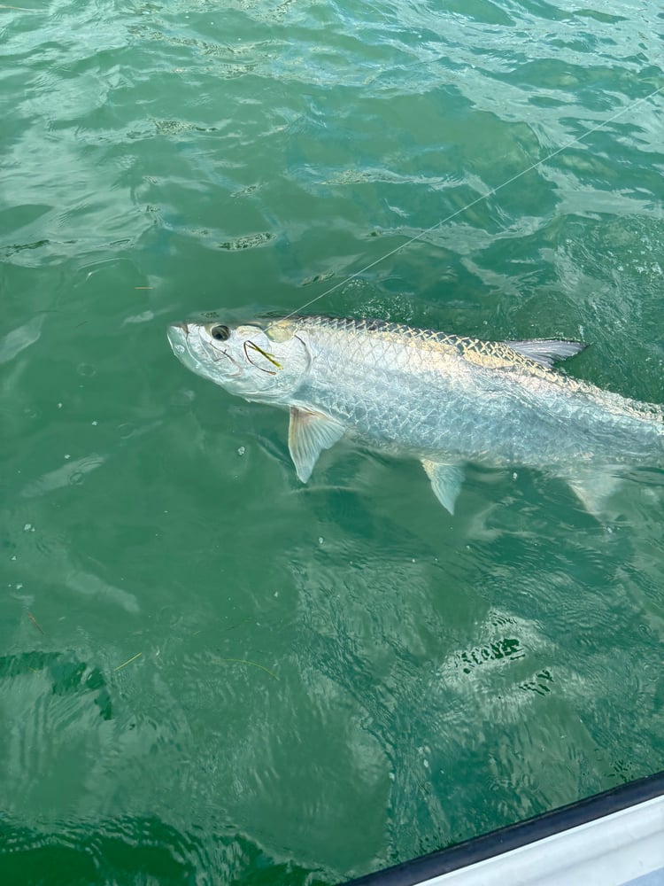 TARPON TRIPS In Tierra Verde