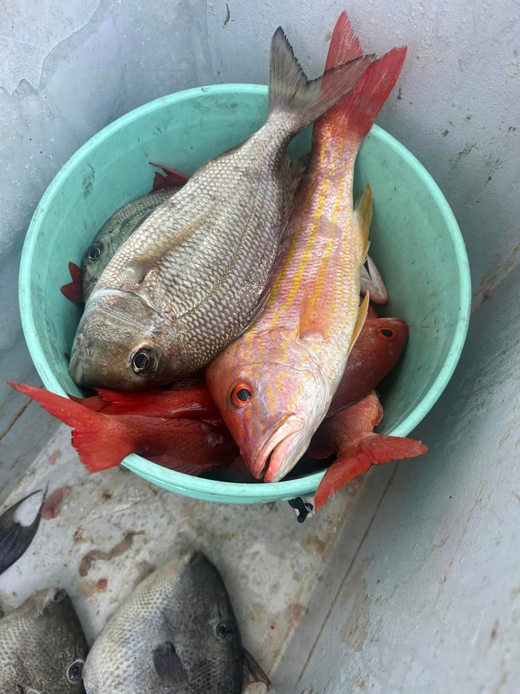 6 Hour Offshore In Destin