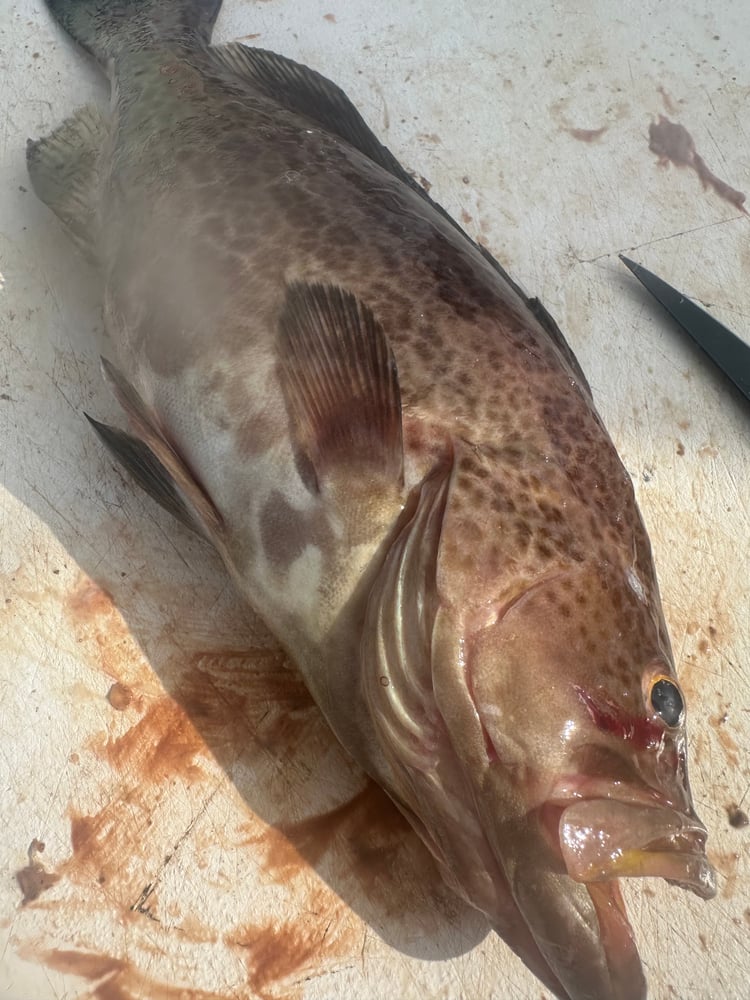 10 Hour Extended Offshore In Destin