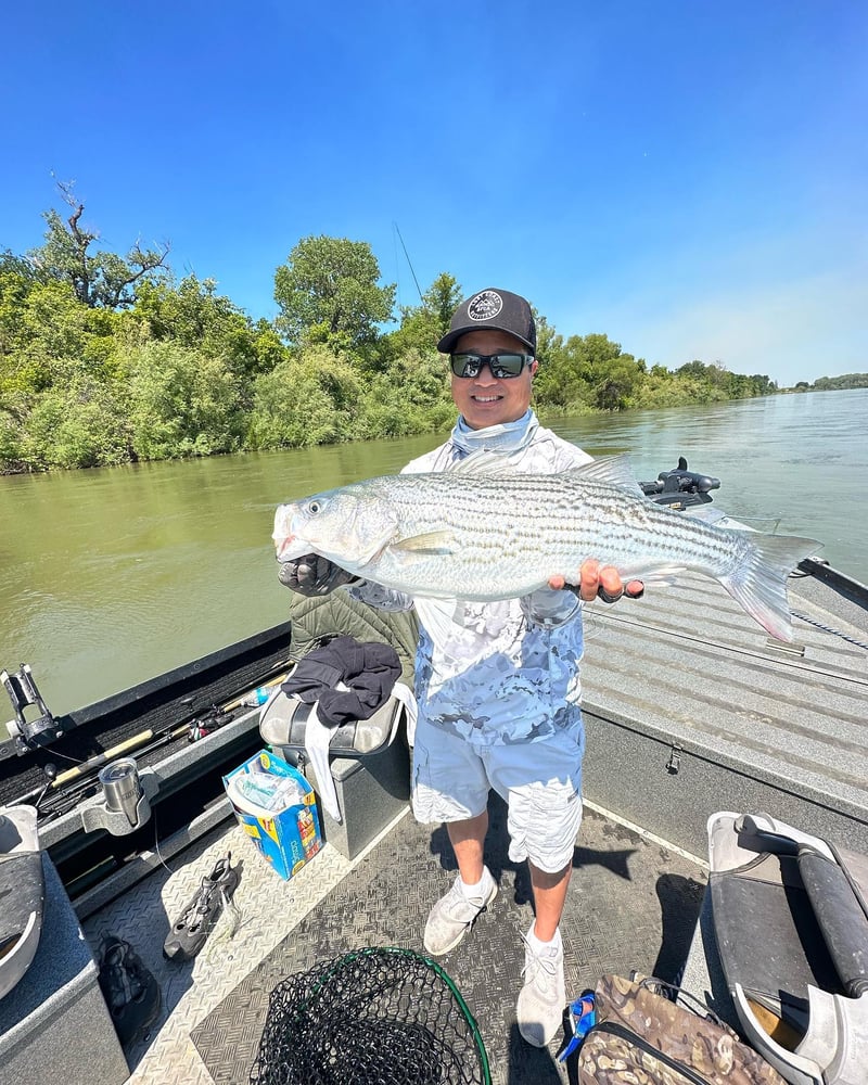 Sacramento River Striper Trip In Corning