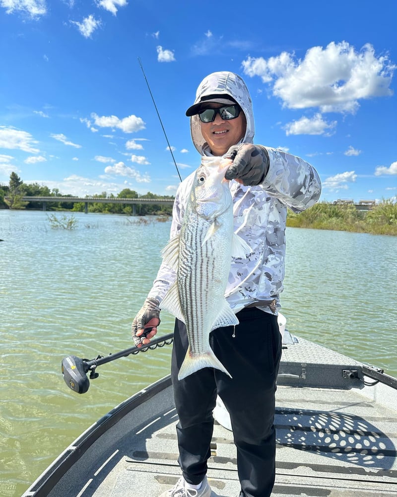 Sacramento River Striper Trip In Corning