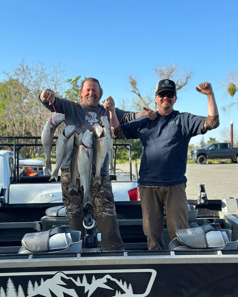 Sacramento River Striper Trip In Corning