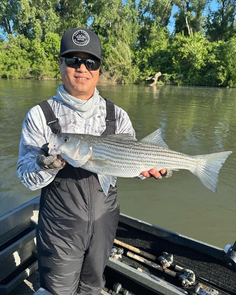 Sacramento River Striper Trip In Corning