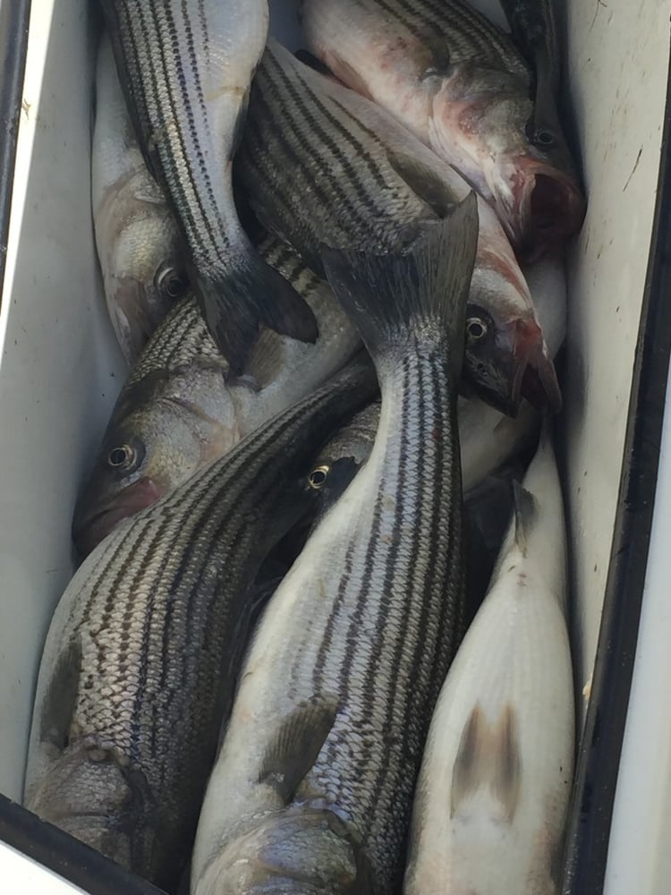 4hr  Afternoon Striper In Madill