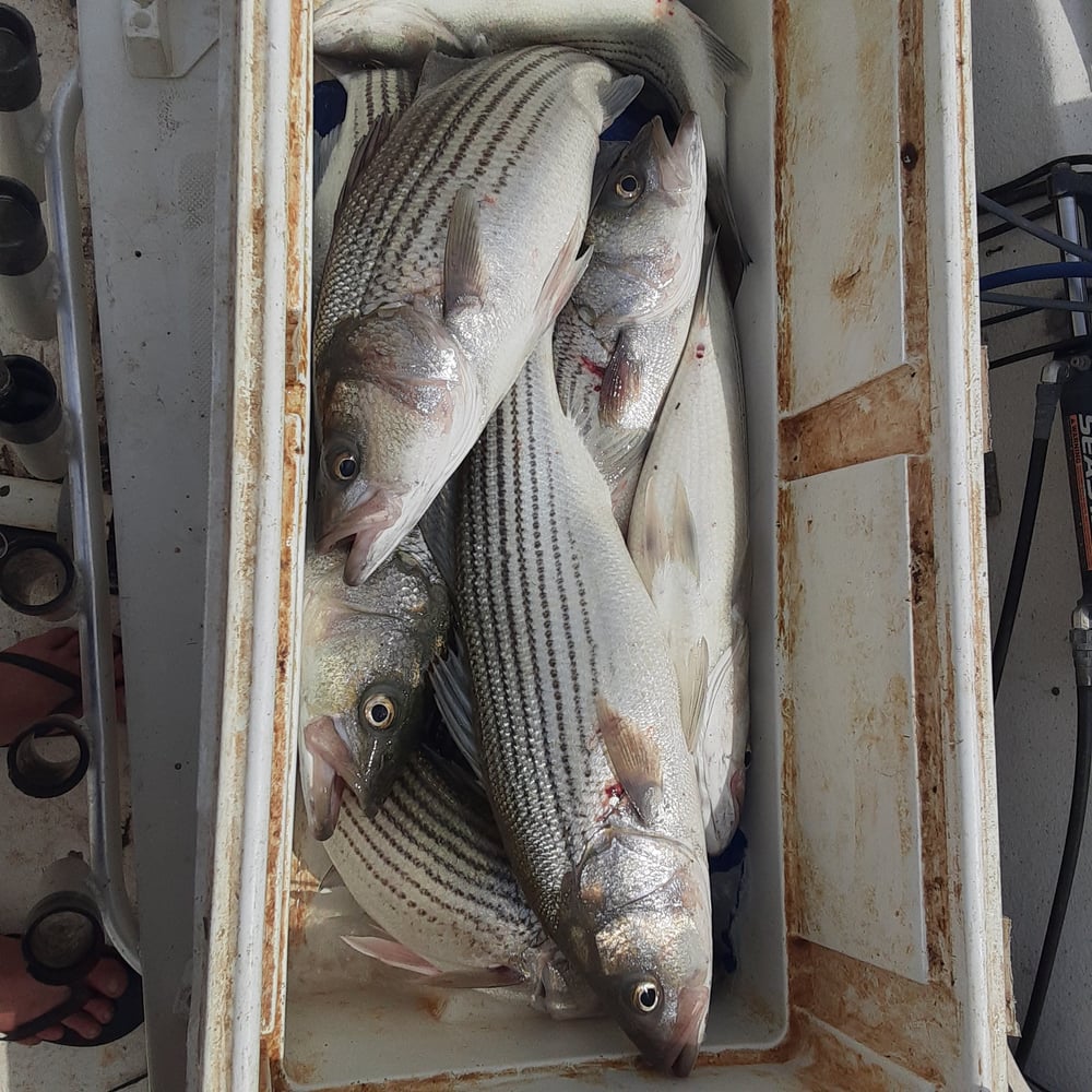 4hr  Afternoon Striper In Madill