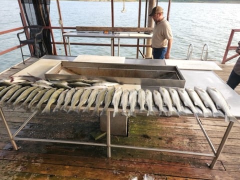 4hr  Afternoon Striper In Madill