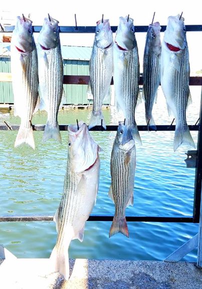 4hr  Afternoon Striper In Madill