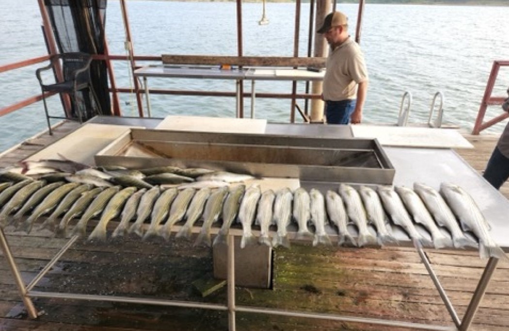 4hr  Afternoon Striper In Madill