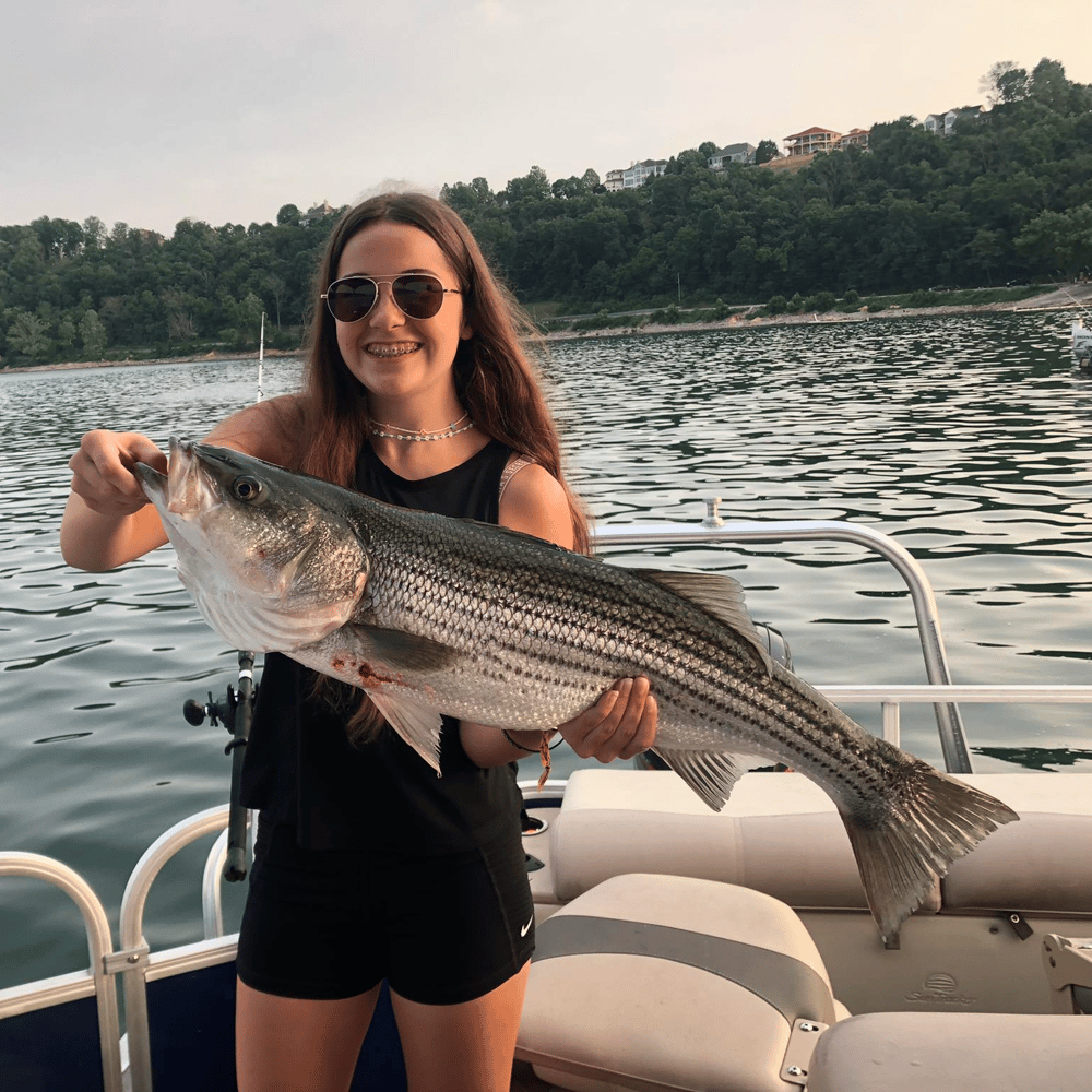 East Lake Cumberland Striped Bass In Bronston