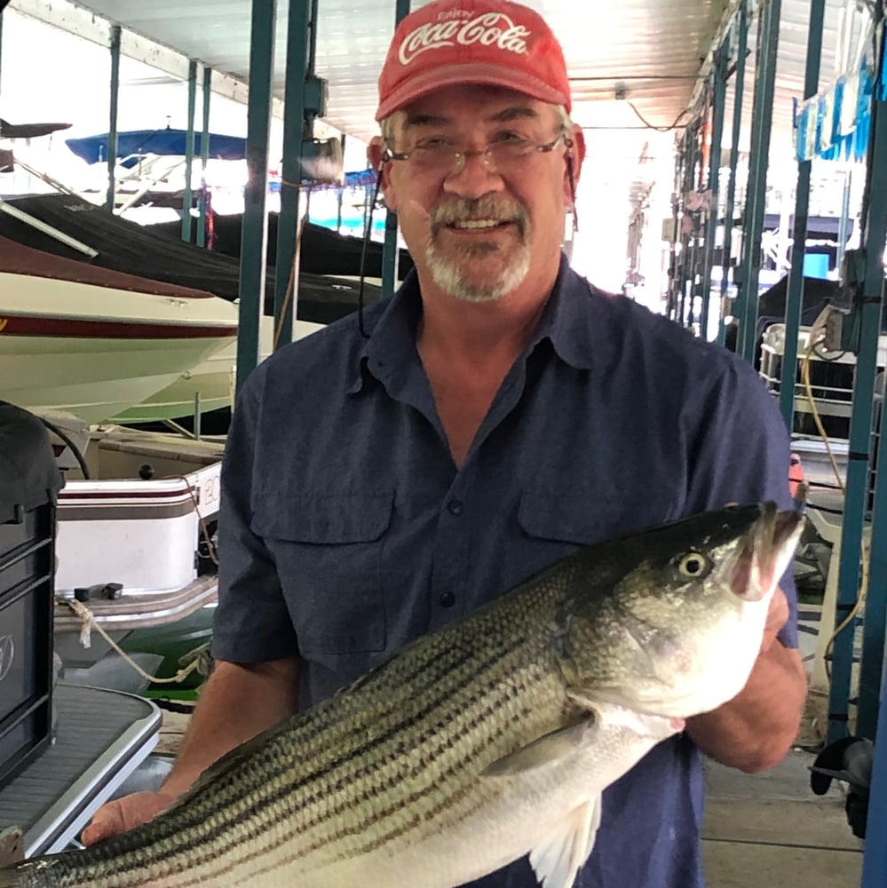 East Lake Cumberland Striped Bass In Bronston