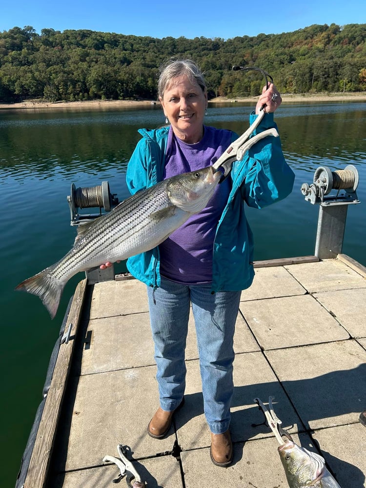 Striped Bass On Beautiful Beaver Lake In Rogers